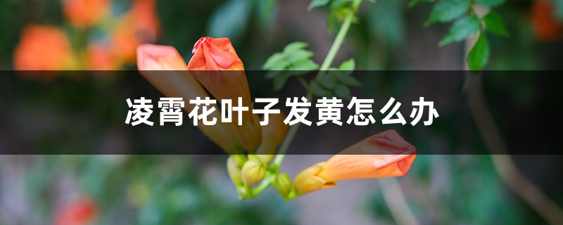 凌霄花叶子发黄怎么办