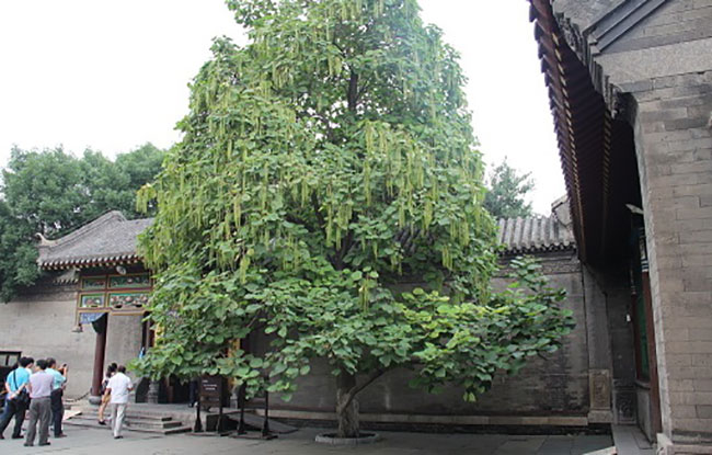 梓树的种植前景