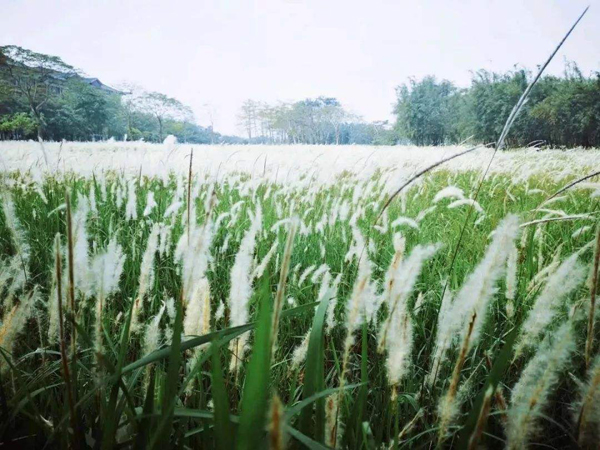 茅草有什么价值？茅草为什么没有人种植？