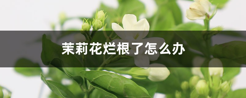茉莉花烂根了怎么办