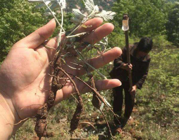 翻白草的根