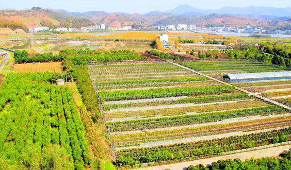 苗圃成功秘笈！解决好这6大问题，你就能占到价格先机