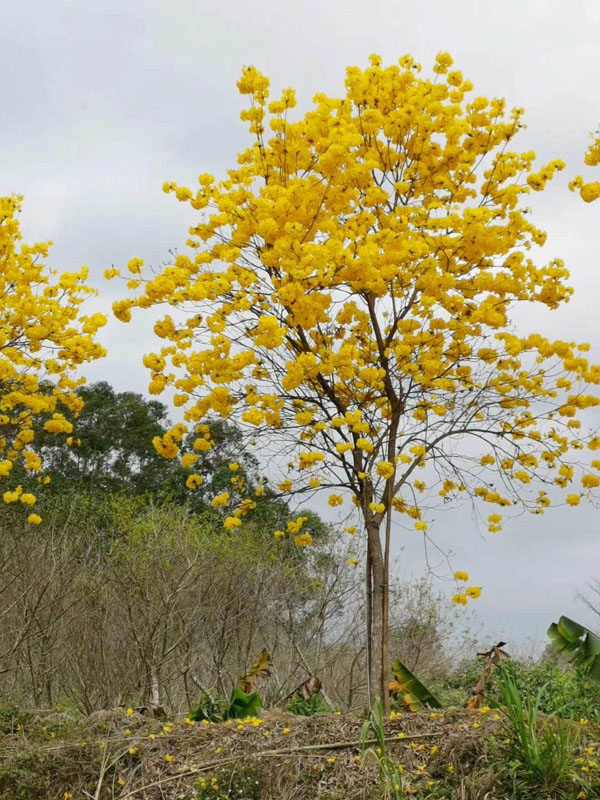 黄花风铃木