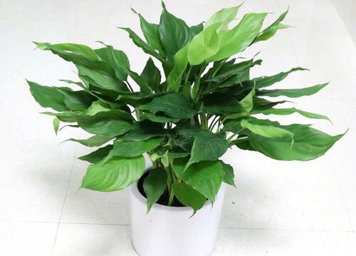 广东万年青开花吗 开花长什么样子