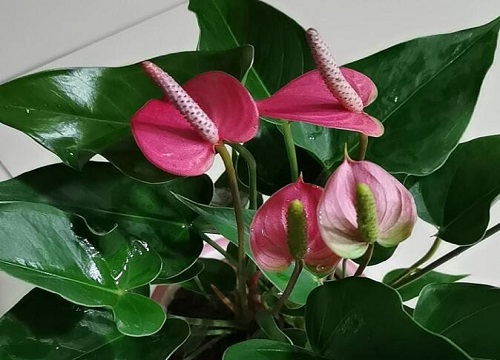 粉掌和红掌哪个好养