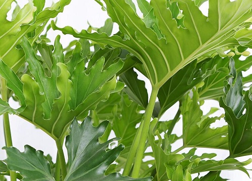 春羽开花吗 花期长的什么样子