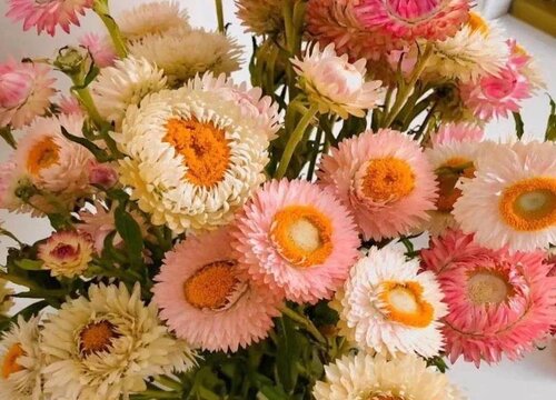 麦秆菊怎么醒花