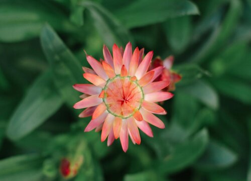 麦秆菊花期多长时间