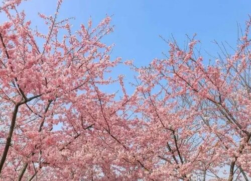 和合欢花很像的花