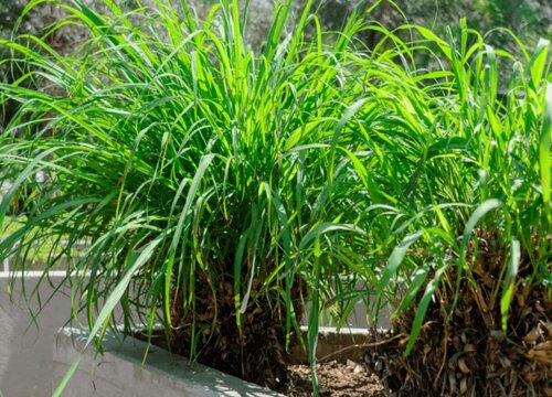 香茅草是多年生植物吗