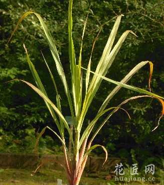 香茅的养殖方法和注意事项