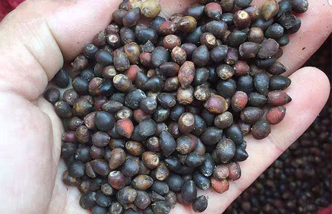 红豆杉种植多久可以见效益?红豆杉种植前景和效益