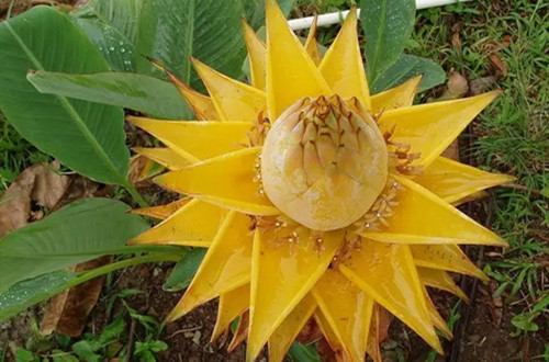 地涌金莲一生只开一次花吗？开花后会死吗？怎么处理才能再次开花