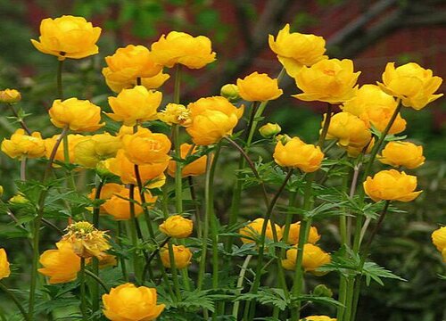 金莲花是哪个国家的国花