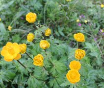 花卉与健康 金莲花药用价值
