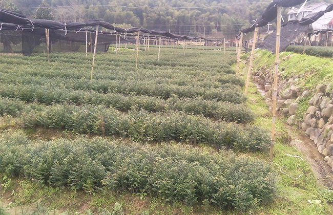 红豆杉种植多久可以见效益?红豆杉种植前景和效益