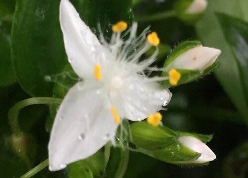 白花紫露草怎么修剪方法
