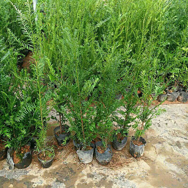 红豆杉种植多久可以见效益?红豆杉种植前景和效益