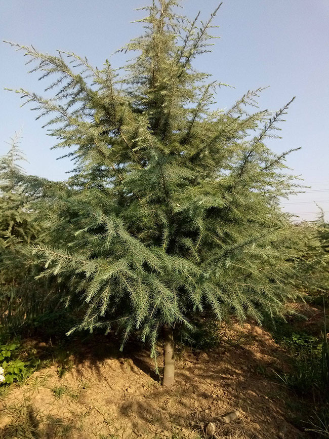 雪松树的未来发展前景好吗?雪松未来5-10年前景预测