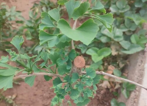 银杏花期是什么时候