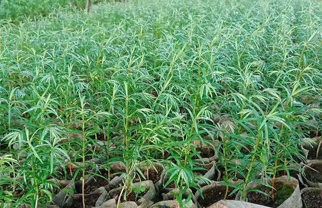 曼地亚红豆杉种植前景怎么样?曼地亚种植效益
