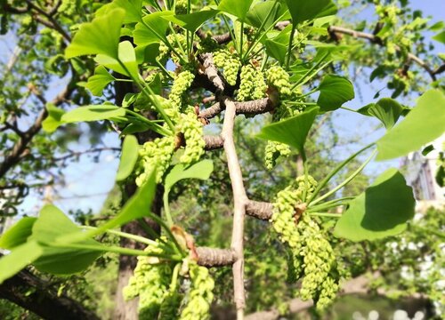 银杏会开花吗 什么时候开花