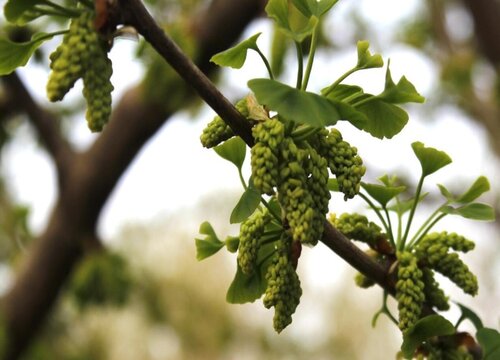 银杏树会开花吗 开花的样子（图）