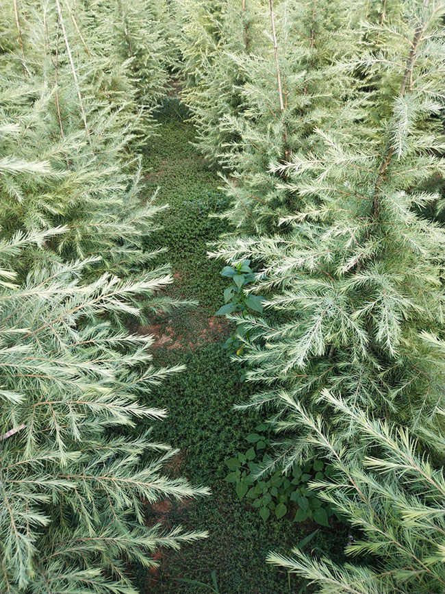 雪松树的未来发展前景好吗?雪松未来5-10年前景预测