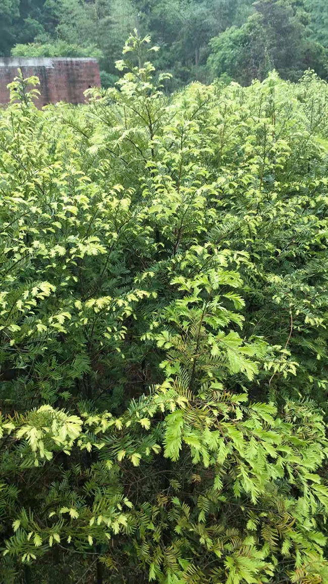 红豆杉