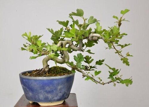 如何制作美丽山楂盆景