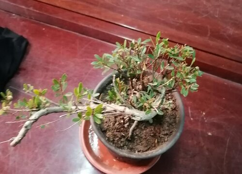 金弹子是什么植物