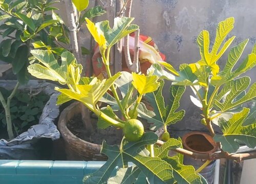无花果根系不腐烂有哪些方法