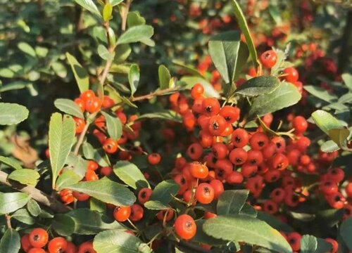 冬青花期是什么时候