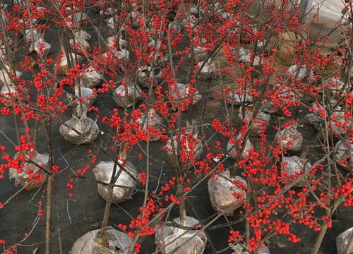 冬青属于什么植物类型