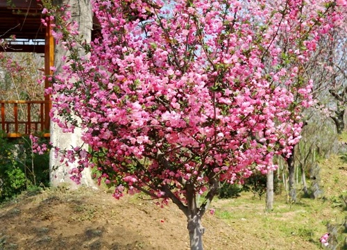 海棠花期是什么时候