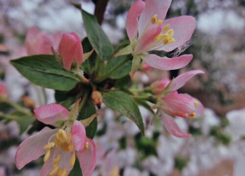 八棱海棠花期是什么时候
