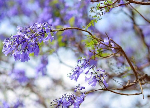 蓝花楹多久开花一次