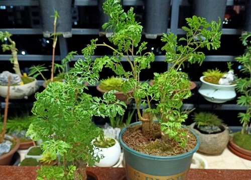 福禄桐开花吗 开花什么样子