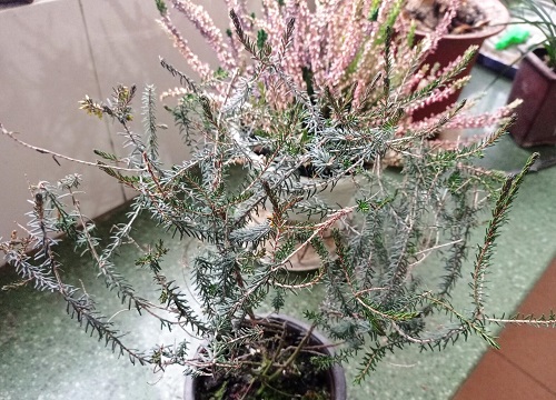 欧石楠花多少钱一盆
