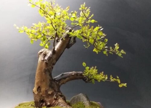 金雀梅一年开几次花