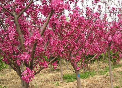 西府海棠是被子植物吗