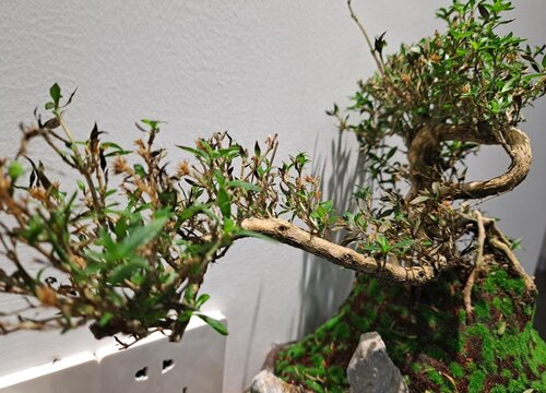 雀梅是常绿植物吗