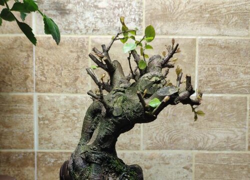 雀梅冬天掉叶子吗