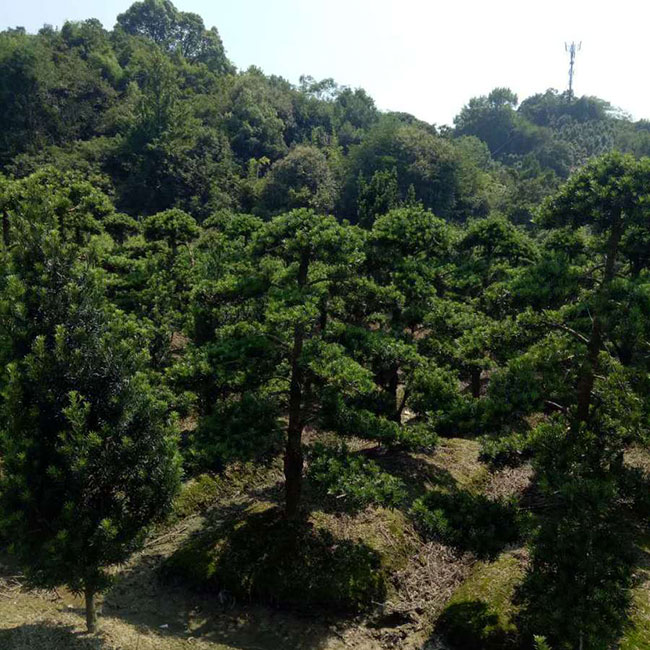 种植什么景观树效益高?10大庭院景观树介绍