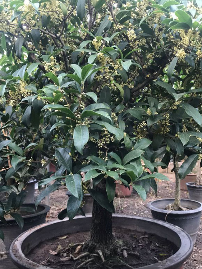 种植什么景观树效益高?10大庭院景观树介绍