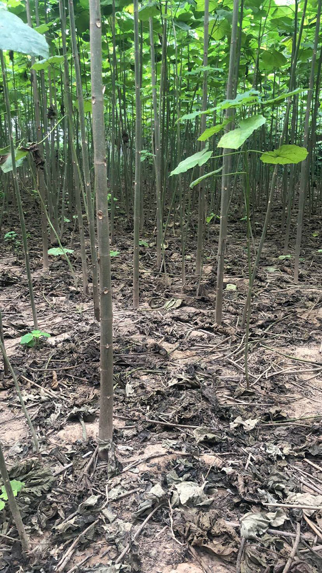种植泡桐树的前景如何?泡桐树种植前景g