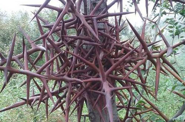 种植皂角树的前景怎么样？皂角树种植效益分析