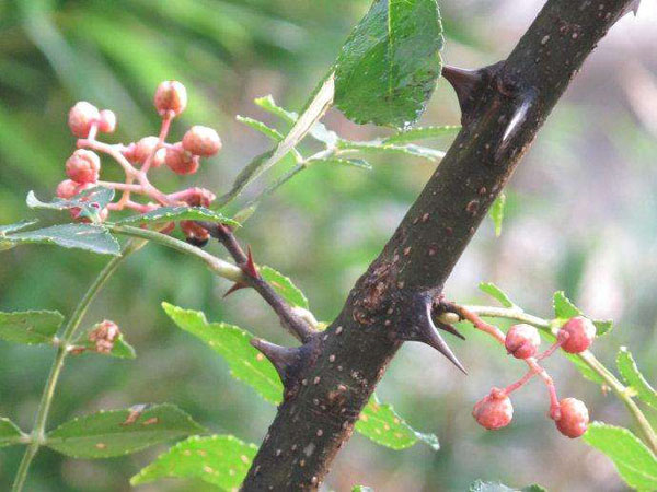 花椒树