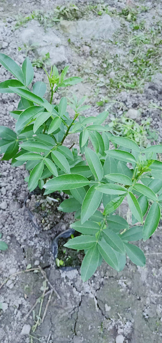 种植花椒树的前景咋样?花椒树种植效益怎么样?