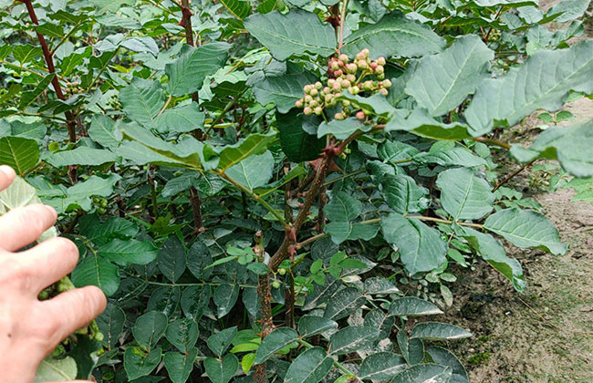 种植花椒树的前景咋样?花椒树种植效益怎么样?